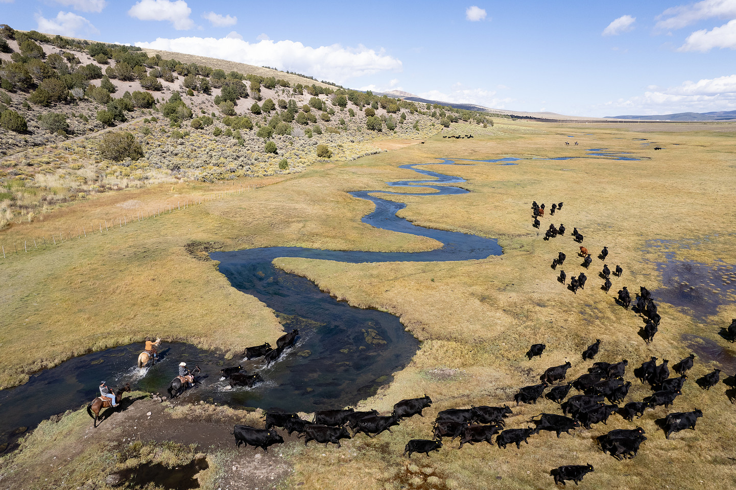 Cattle and riders crossing a winding stream in the American West